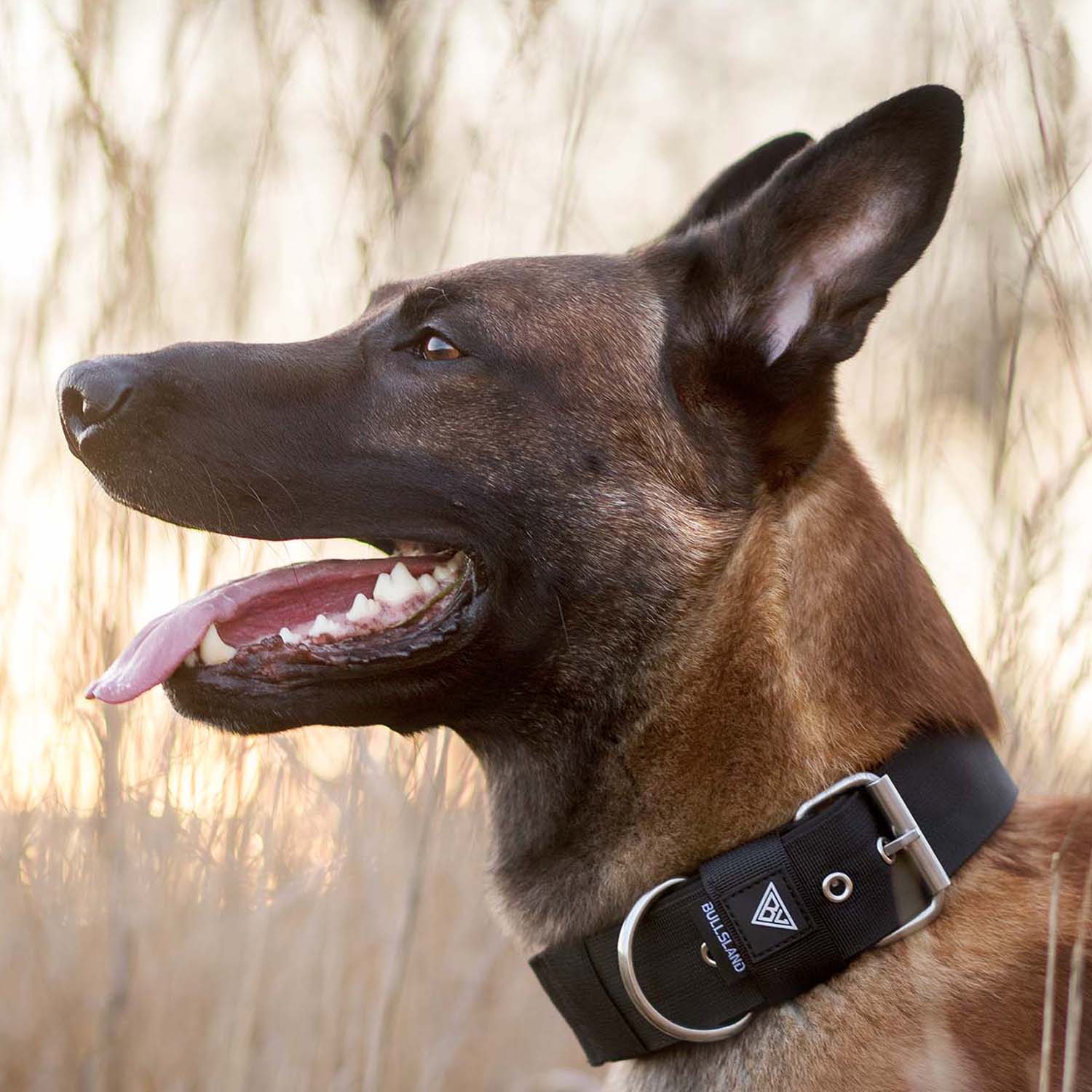 Malinois mit breitem Halsband in schwarz von Bullsland Dogwear im Sonnenuntergang