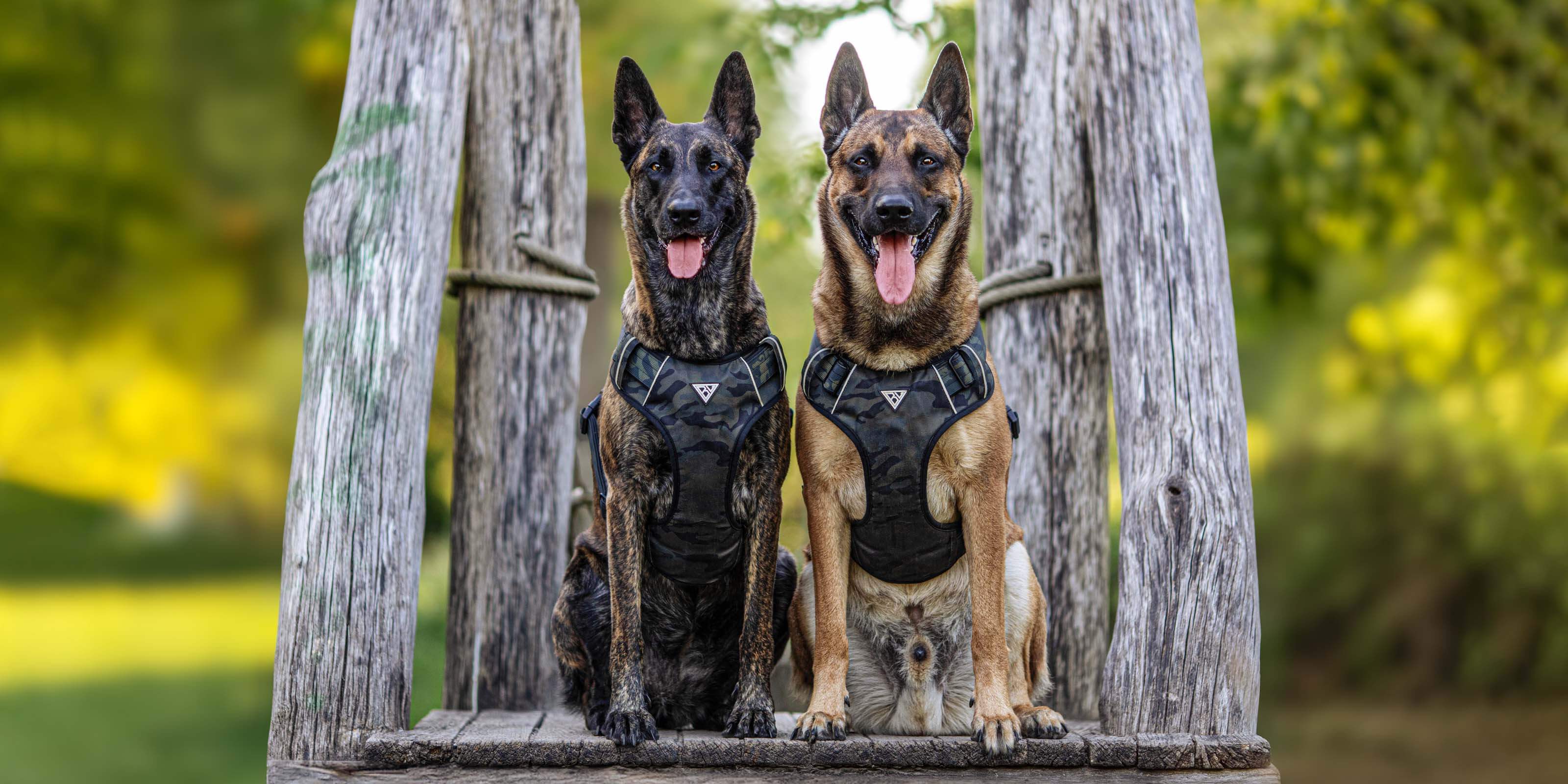 Malinois und Schäferhund mit Brustgeschirr in Camouflage von Bullsland Dogwear