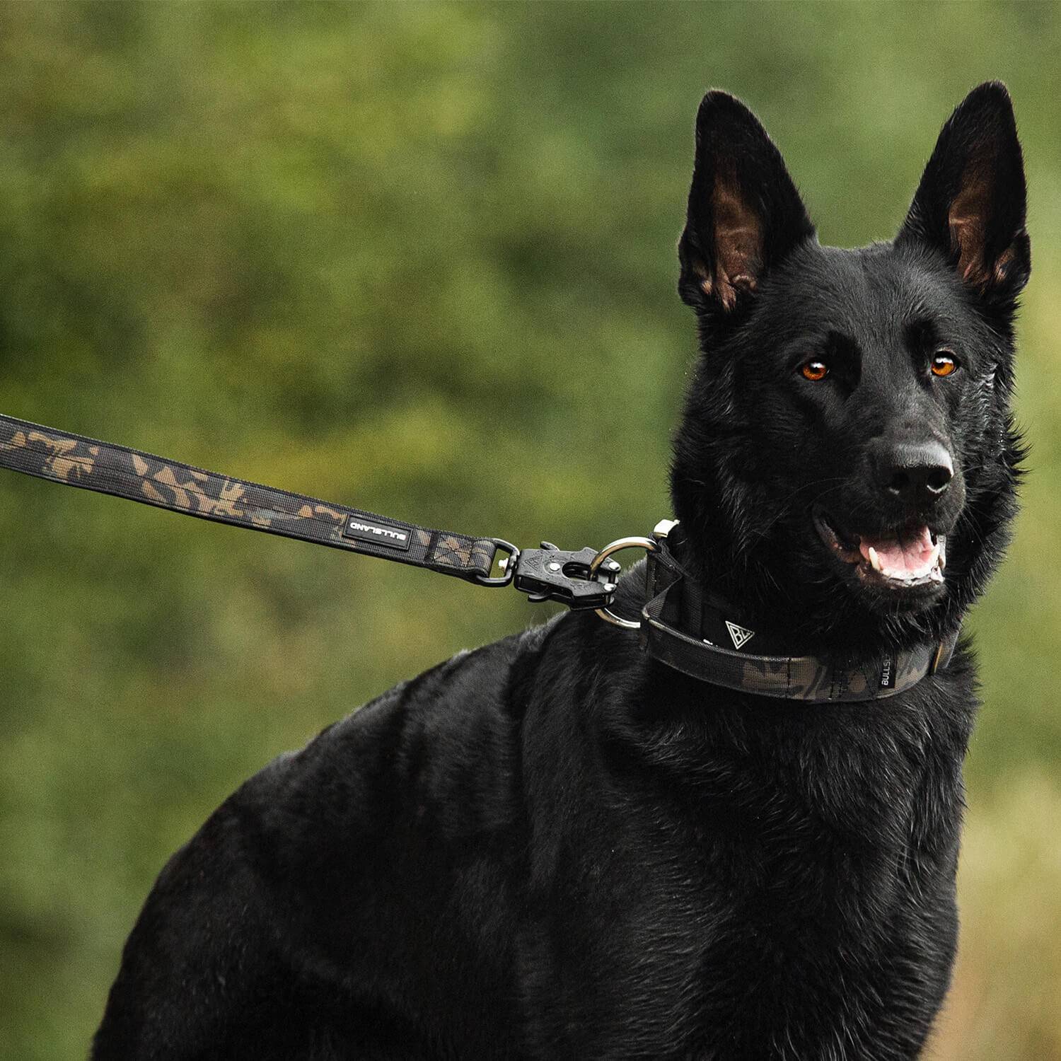 schwarzer Schäferhund mit taktischer Hundeleine und Halsband von Bullsland Dogwear