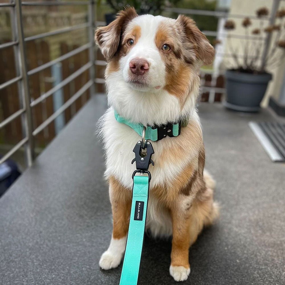 Mit Grünes Halsband und Leine von Bullsland Dogwear