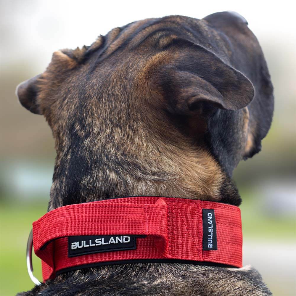 Rückansicht eines Hundes mit rotem Bullsland-Halsband, hochwertig verarbeitet.