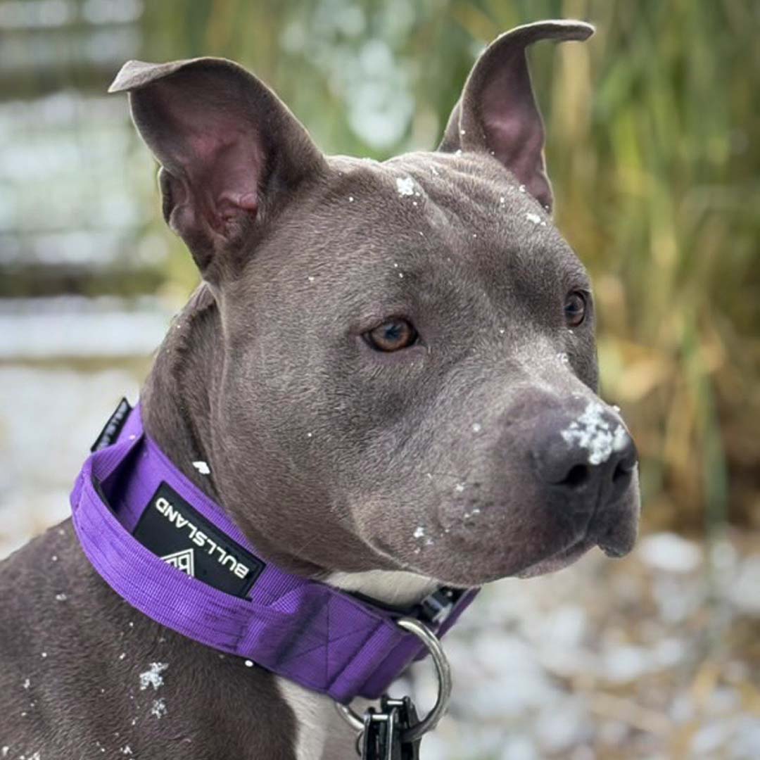 Tactical Collar with Handle - Purple