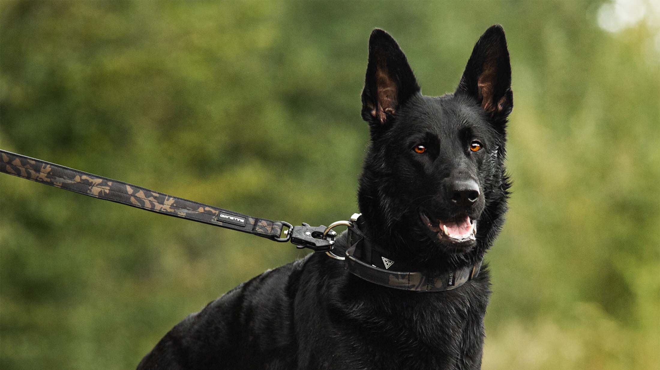 Schwarzer deutscher Schäferhund mit taktischem Halsband und Leine von Bullsland Dogwear