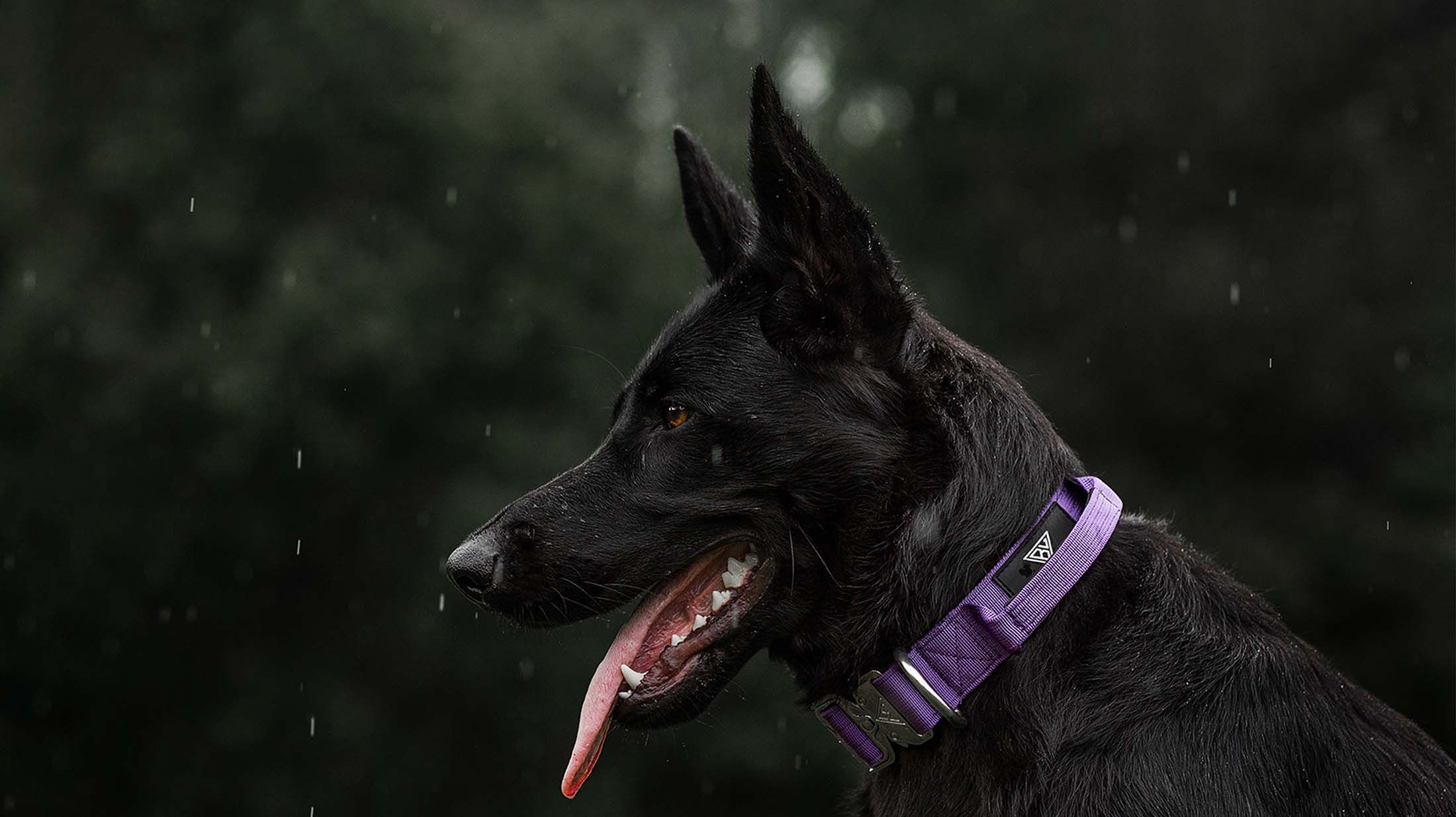 Schwarzer deutscher Schäferhund mit 4cm breitem taktischem Hundehalsband von Bullsland Dogwear