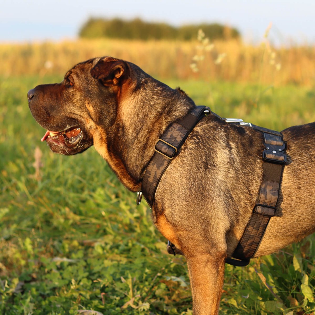 Taktisches Y-Geschirr - Bullsland Dogwear