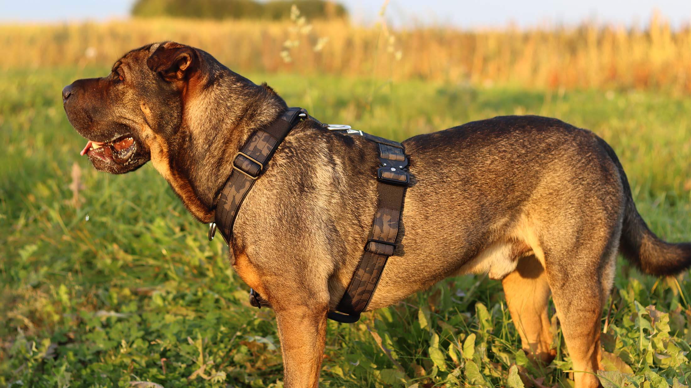Shar Pei auf Wiese im Sonnenuntergang mit dem taktischem Y-Geschirr in Camouflage von Bullsland Dogwear