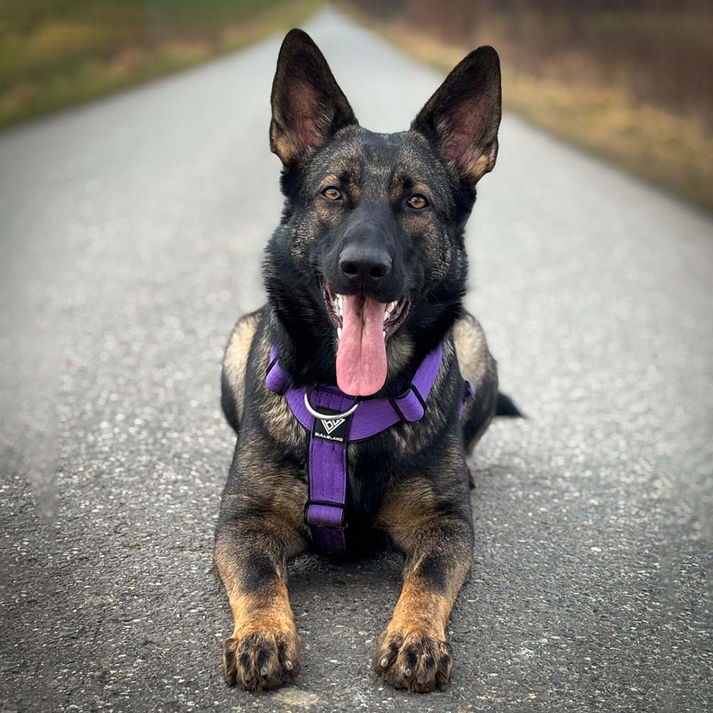Schäferhund Hundegeschirr in Lila von Bullsland Dogwear