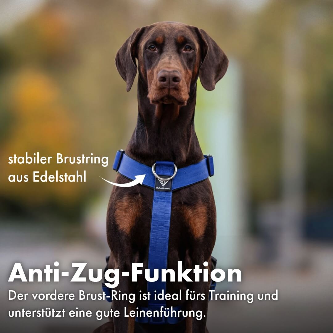 Taktisches Y-Geschirr "Pro" – mit Handgriff - Blau
