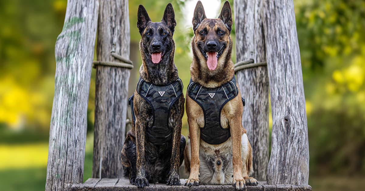 Online shop for premium dog accessories | Bullsland Dogwear