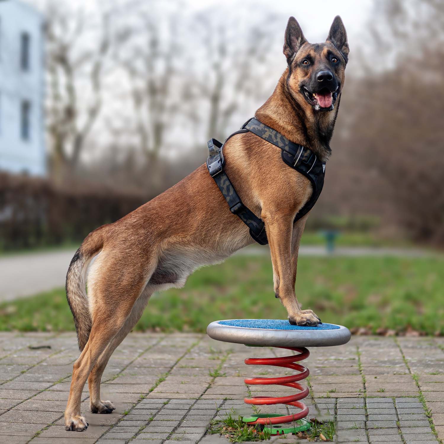Hund mit Black Camo Geschirr steht auf einer Plattform im Park.