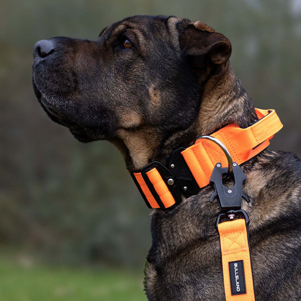 Taktische Hundeleine angebracht an einem taktischen Halsband in der Farbe Orange.