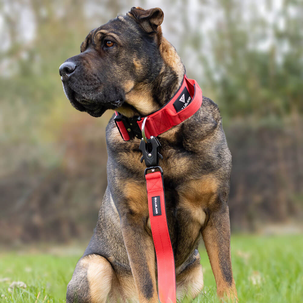 Großer Hund mit roter taktischer Hundeleine und passendem Halsband.