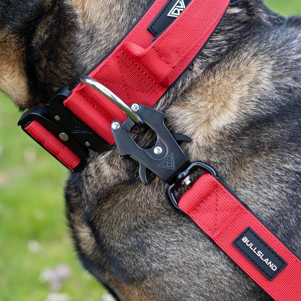 Nahaufnahme des Bullsland-Halsbands mit robustem D-Ring und Leinenbefestigung.