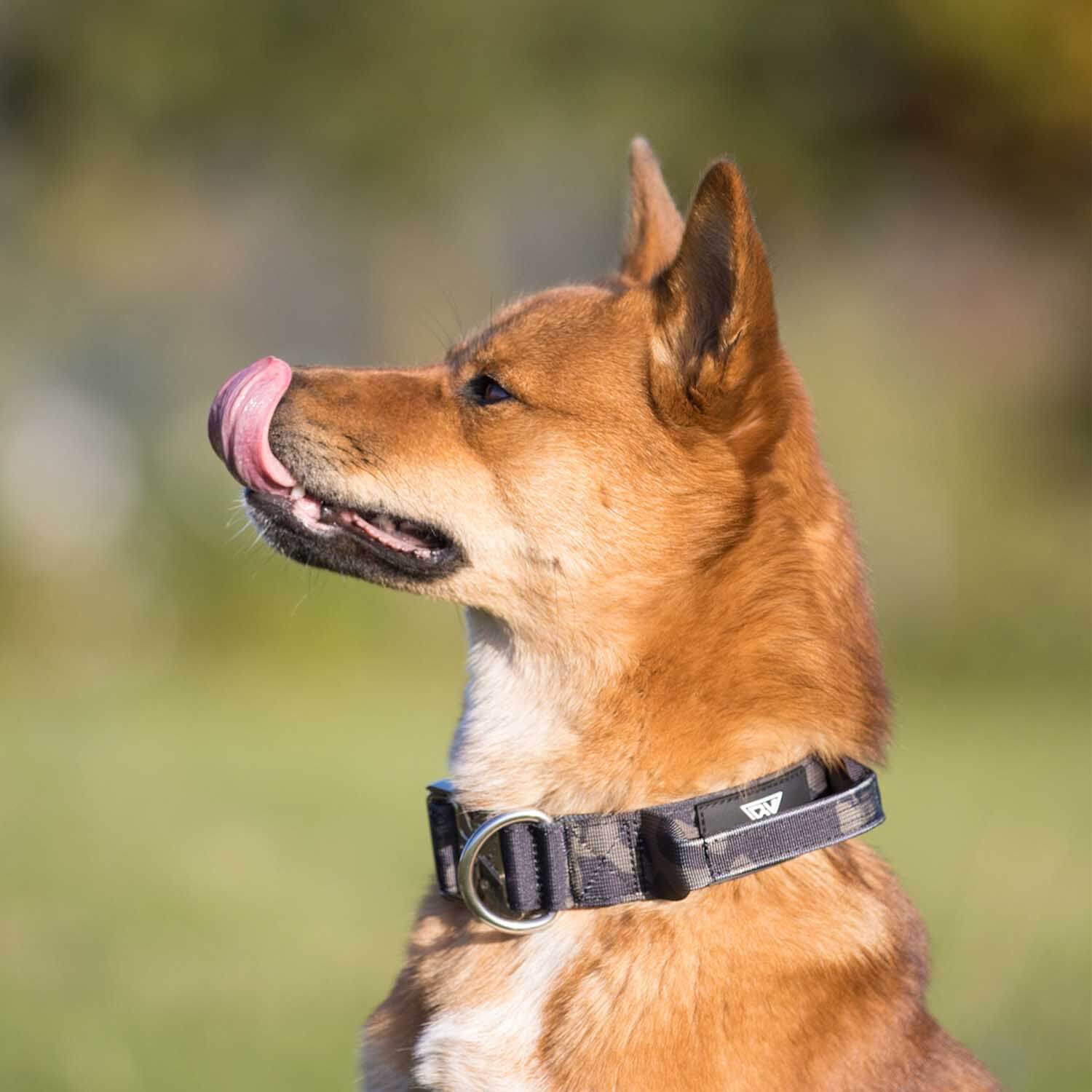 Kleiner Hund mit taktischem Halsband in Black Camo von Bullsland.