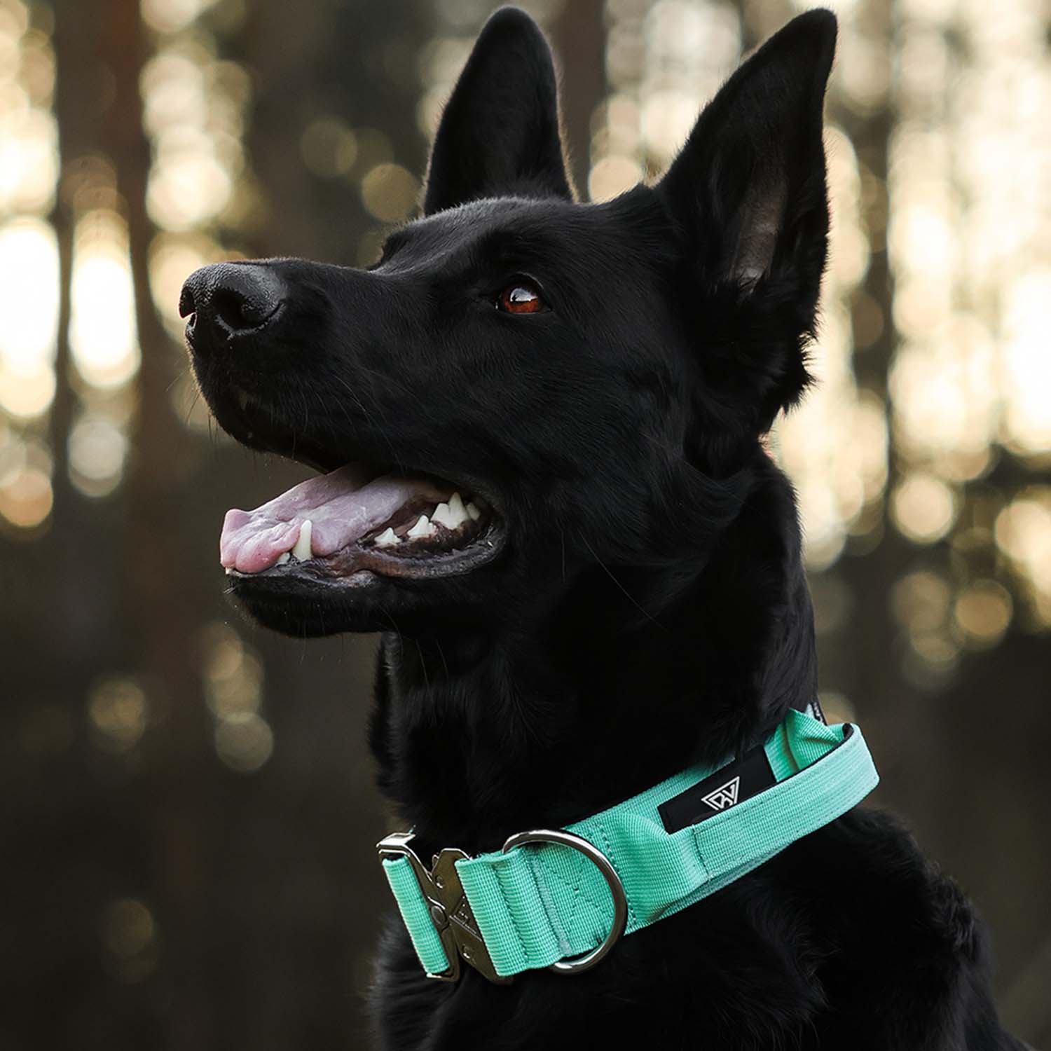 Schwarzer Schäferhund mit taktischem Hundehalsband in Mint Gruen von Bullsland Dogwear.