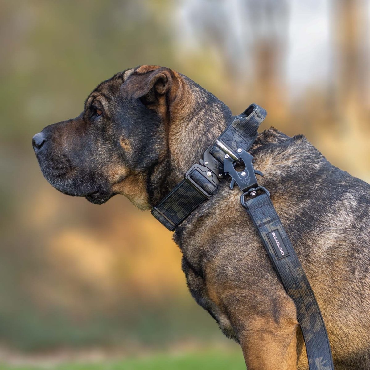 Hund mit taktischem Halsband in Black Camo, ideal für große Hunderassen.