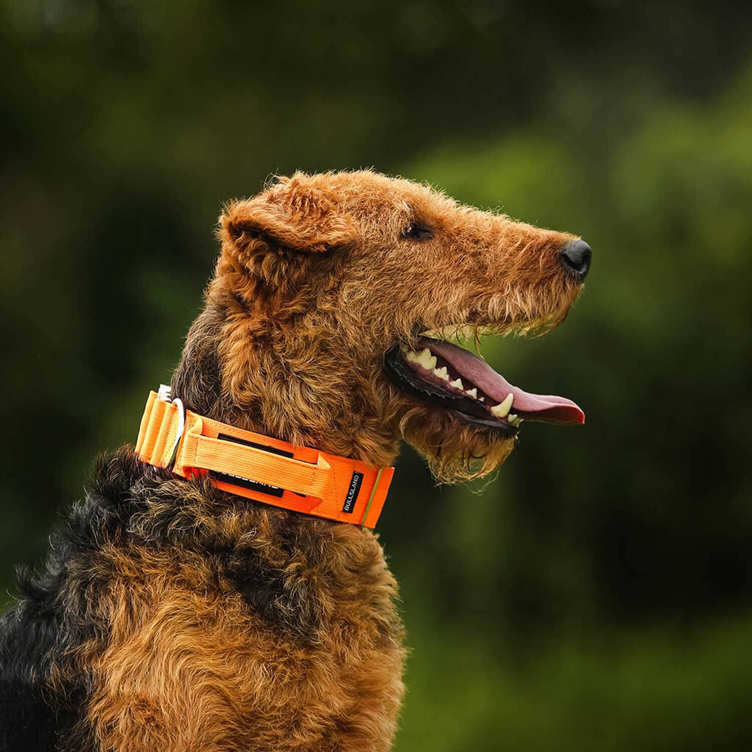 Airedale Terrier mit taktischem Hundehalsband mit Handgriff in Orange von Bullsland Dogwear.
