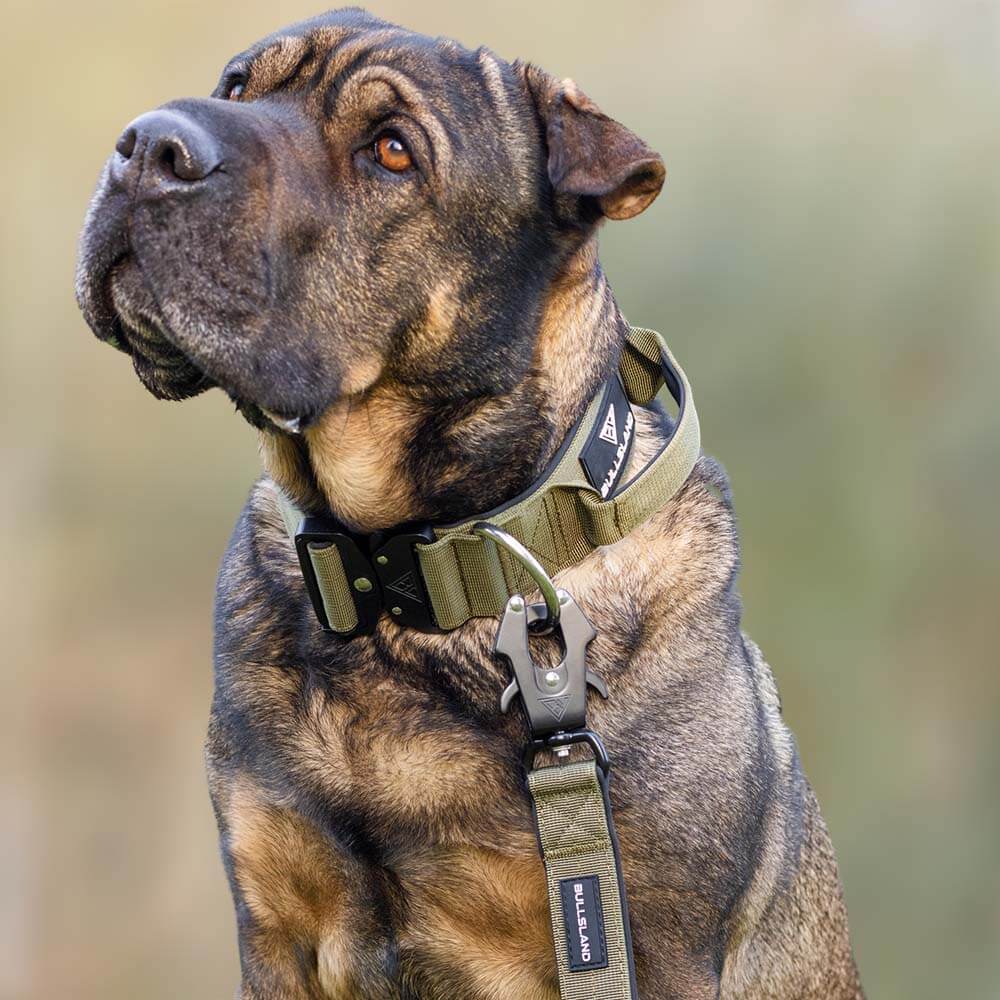 Shar Pei mit taktischem Hundehalsband in Khaki.