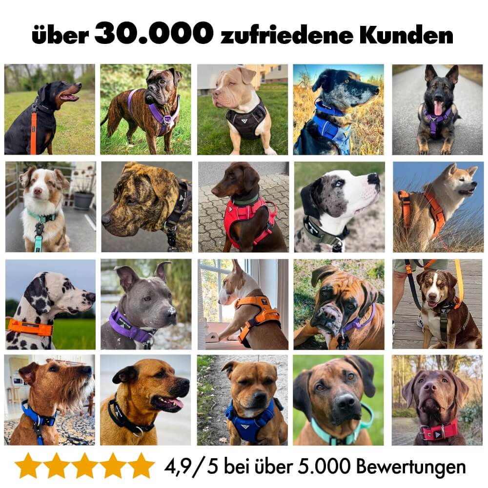 Hunde mit BULLSLAND Hundeleinen, DEKRA getestet, Anti-Bruch-Garantie, 5-Sterne-Bewertungen.
