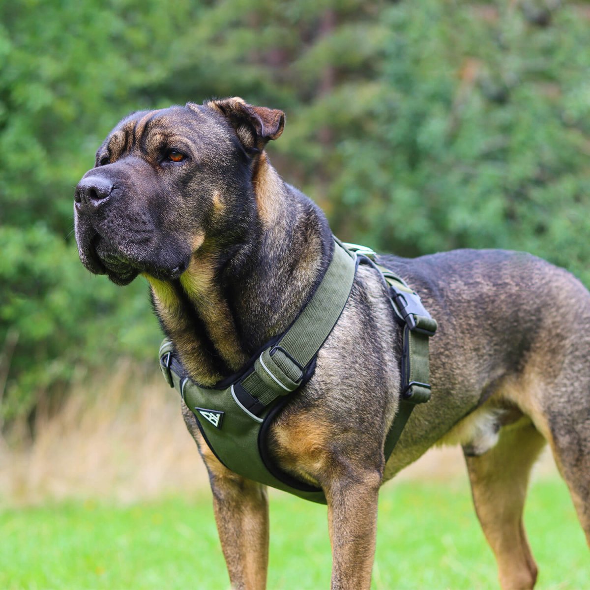Hund mit grünem gepolstertem Geschirr auf einer Wiese.