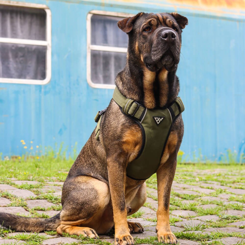 Hund mit gepolstertem Geschirr sitzt vor einer blauen Wand im Freien.