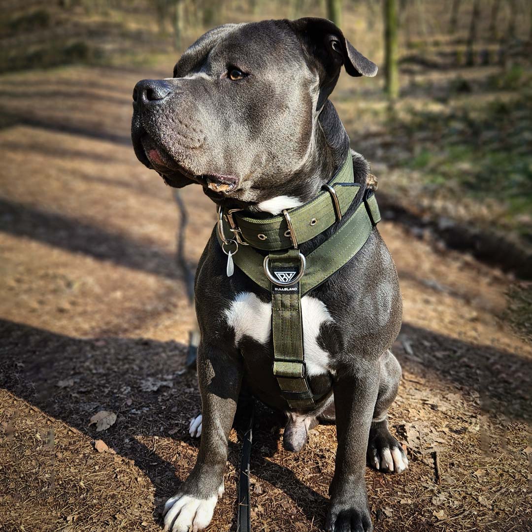 Staffordshire Terrier mit Y-Geschirr von Bullsland Dogwear