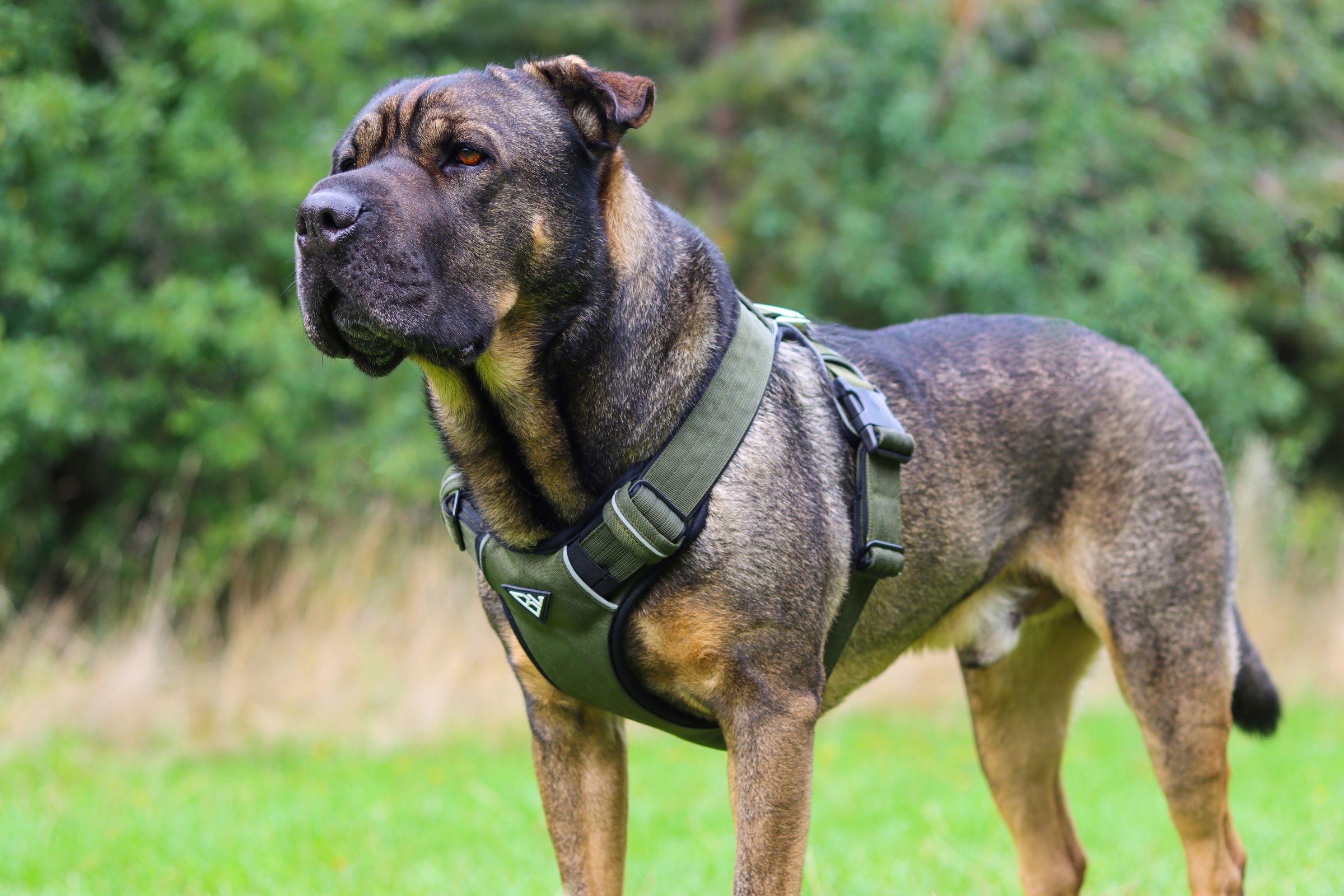 No-Pull Hundegeschirr - Voll Verstellbar, Mit Griff & 3 Schnallen - Für Kleine Bis Große Hunde (S/M/L/XL)