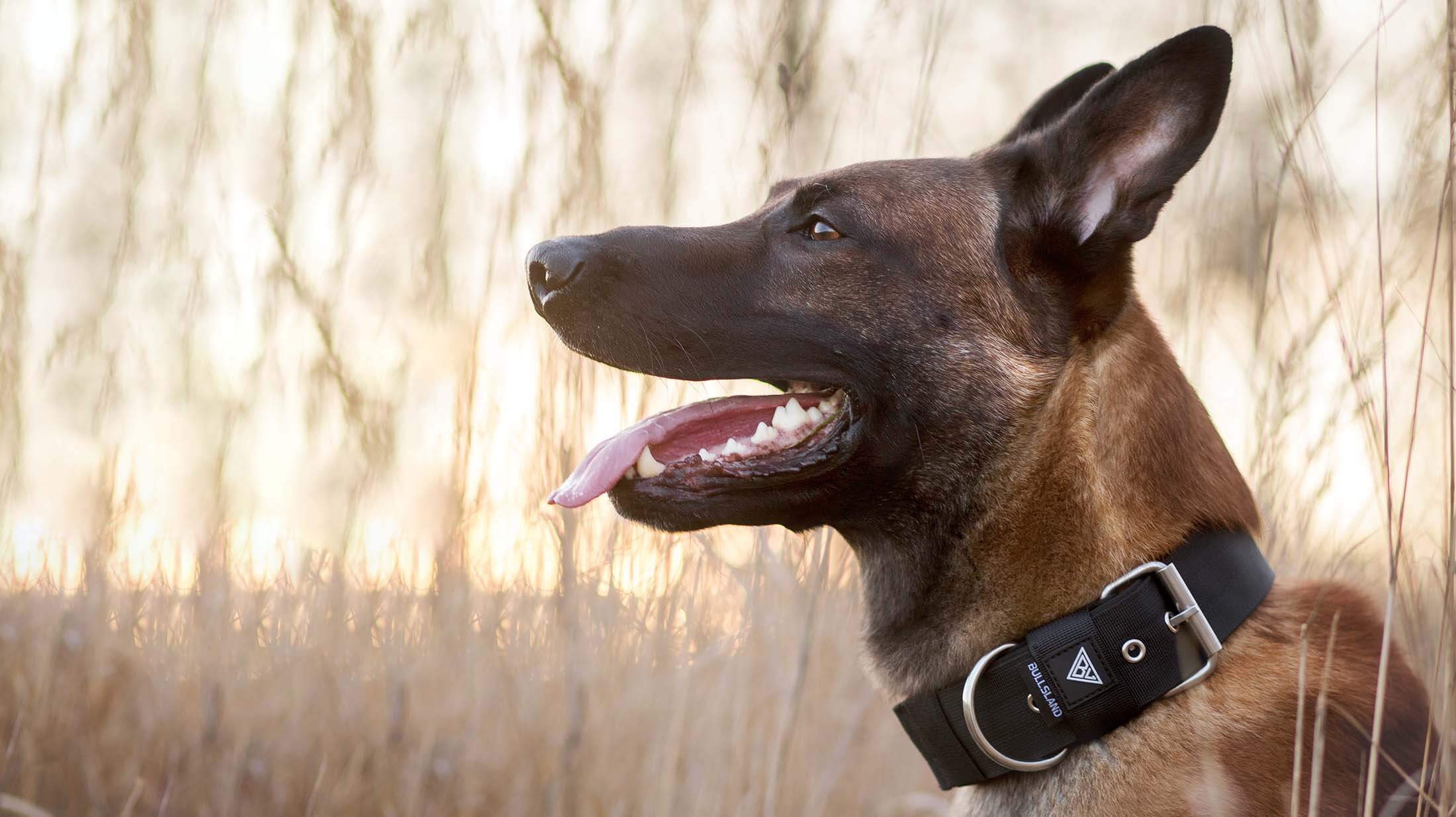 Malinois mit breitem Halsband in schwarz von Bullsland Dogwear im Sonnenuntergang