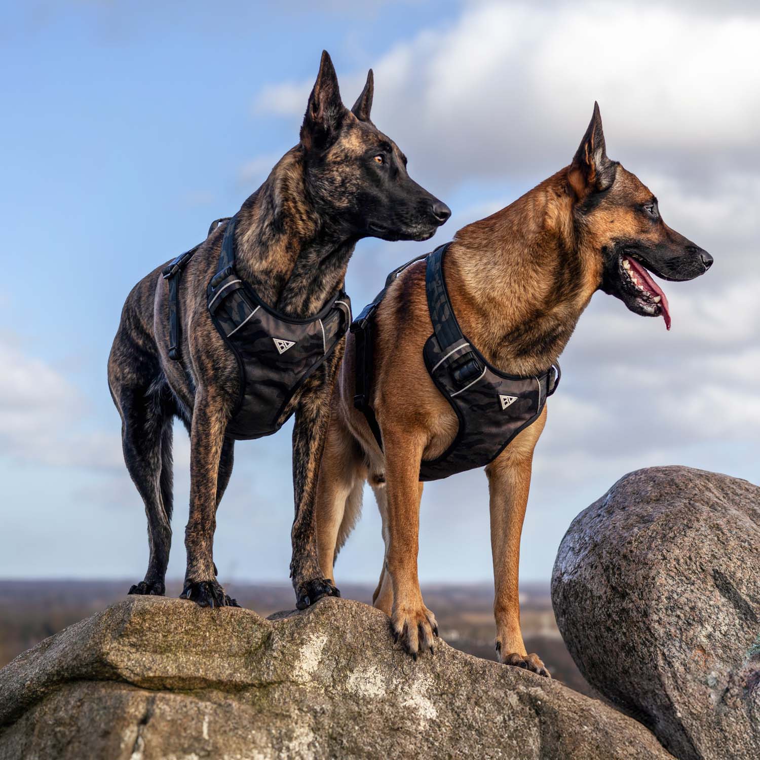 Zwei Hunde tragen das Black Camo Hundegeschirr auf einem Felsen in der Natur.