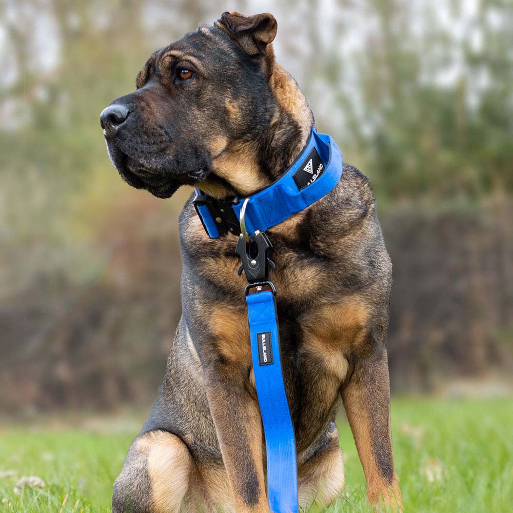 Hund mit blauem taktischen Halsband von Bullsland auf einer Wiese.