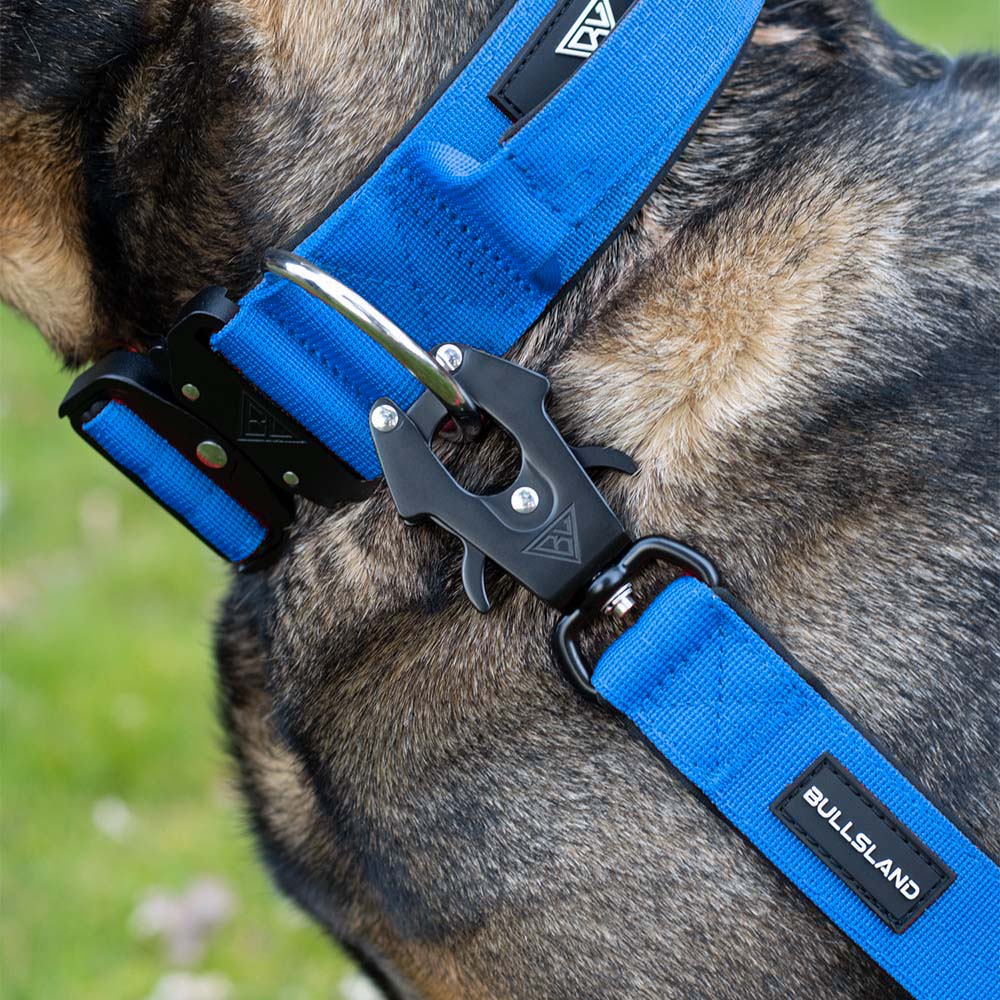 Nahaufnahme des blauen Hundehalsbands mit D-Ring und Sicherheitsverschluss.