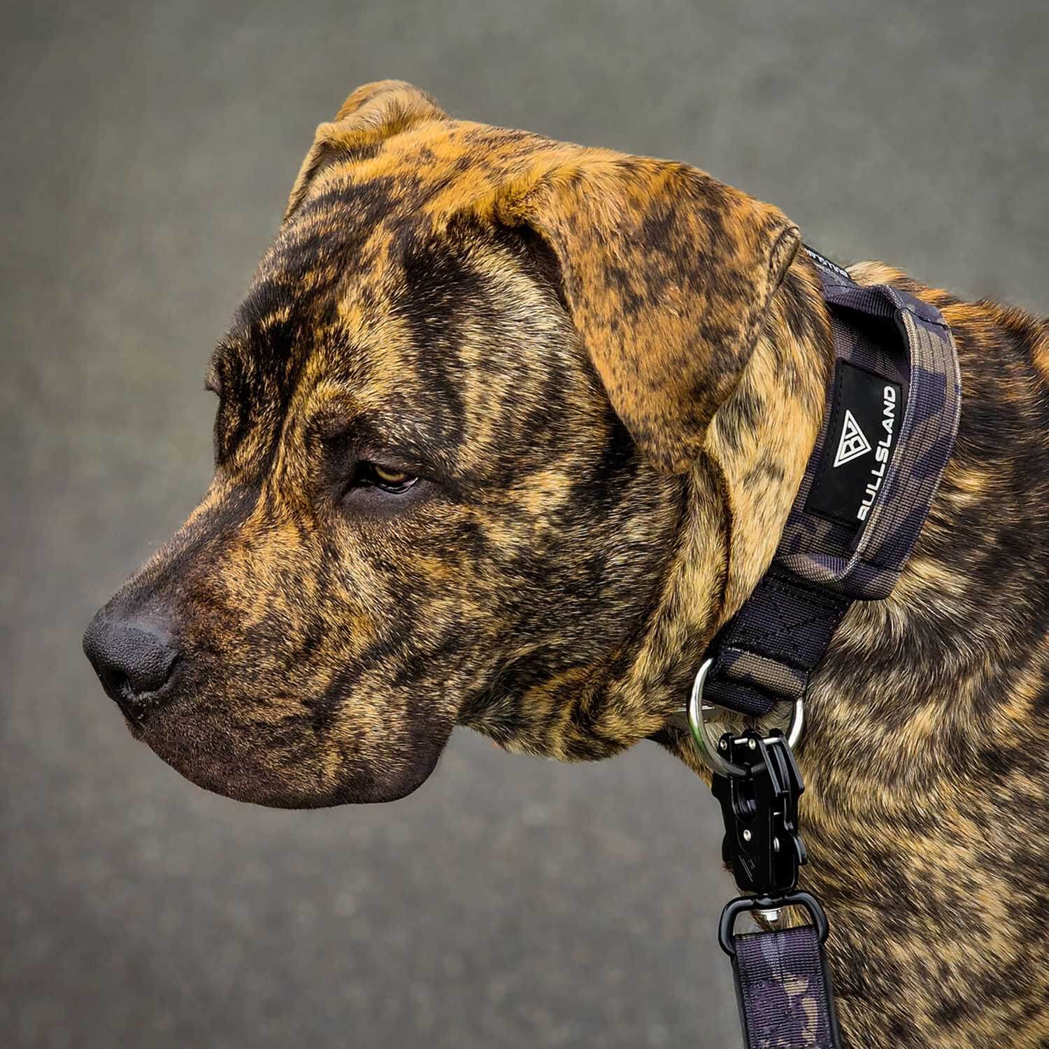 Nahaufnahme eines Hundes mit Bullsland taktischem Hundehalsband.