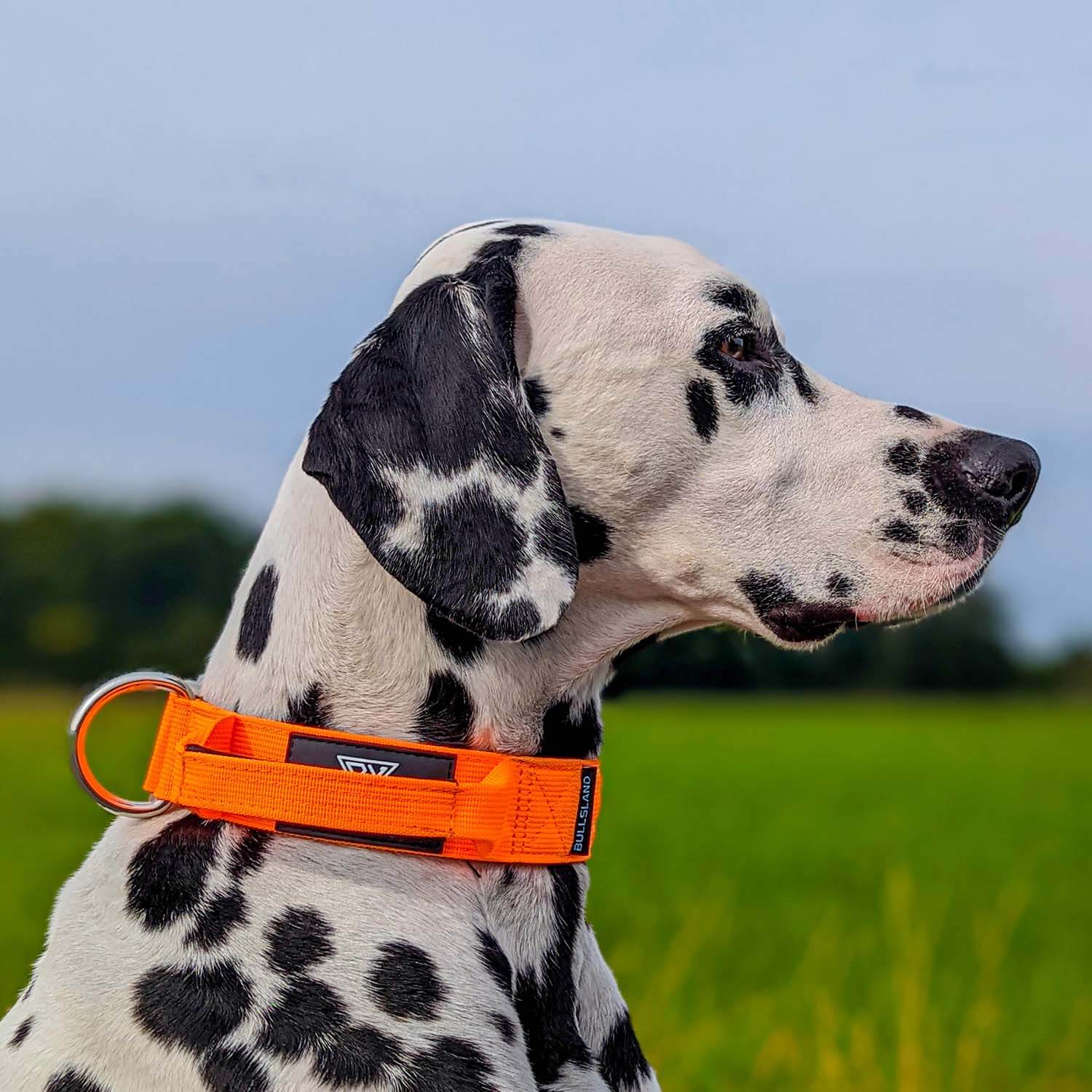 Dalmatiner mit taktischem Hundehalsband mit Handgriff in Orange von Bullsland Dogwear.