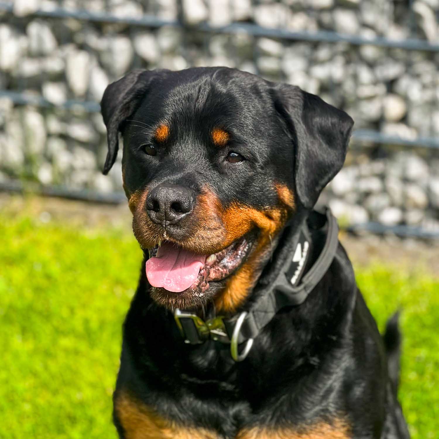 Rottweiler mit schwarzem taktischen Hundehalsband von Bullsland Dogwear.
