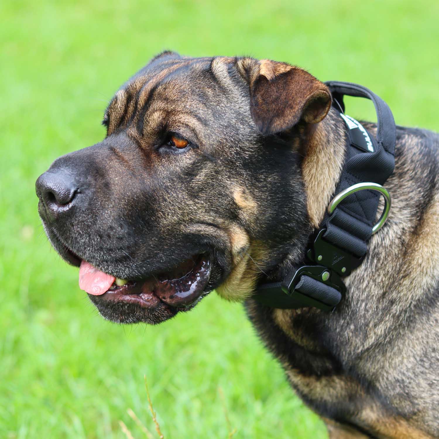 Shar Pei mit schwarzem taktischen Hundehalsband von Bullsland Dogwear.